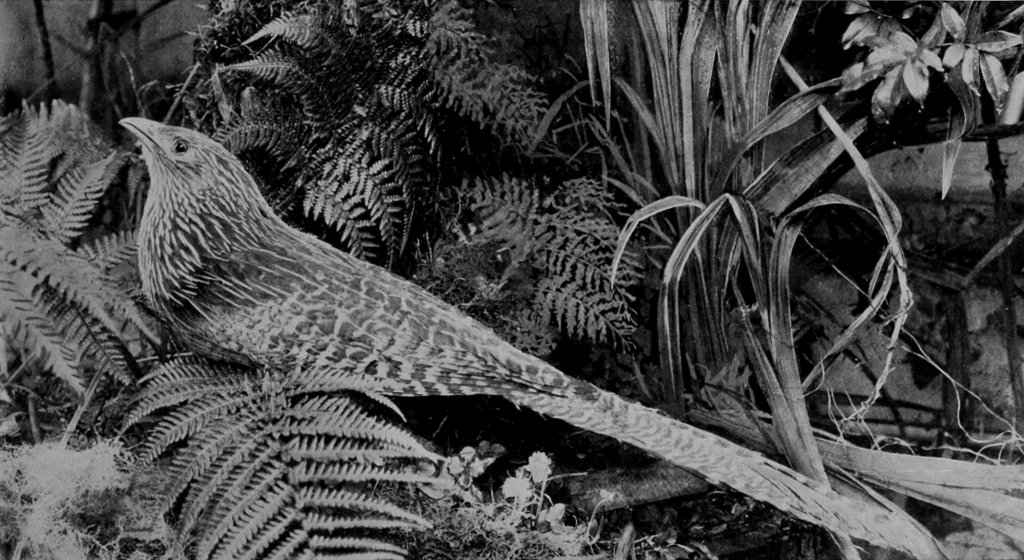 PHEASANT-CUCKOO.