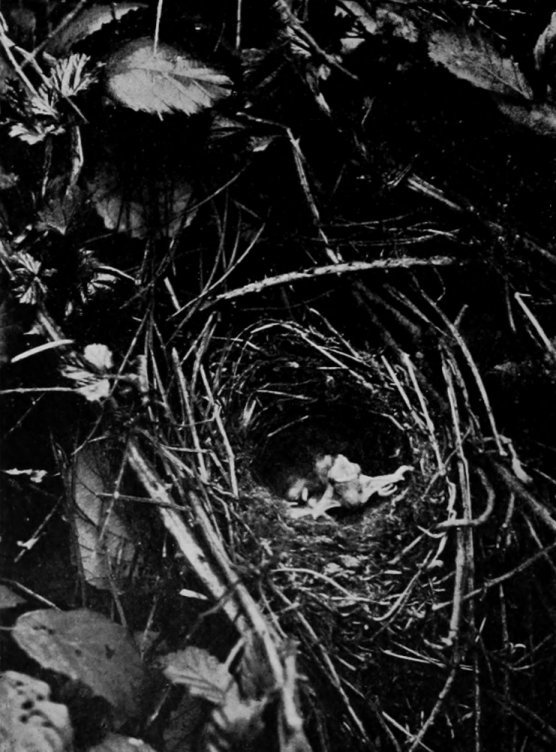 CUCKOO ONE DAY OLD IN HEDGE-SPARROW'S
    NEST.