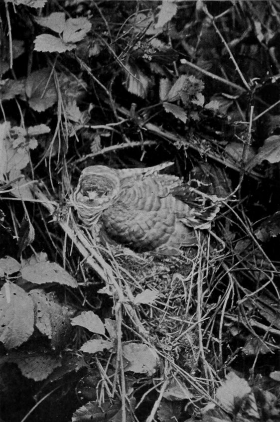 YOUNG CUCKOO.