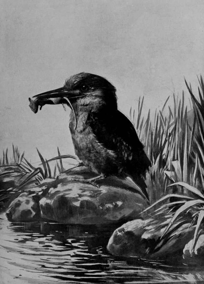 AUSTRALIAN LAUGHING-KINGFISHER.