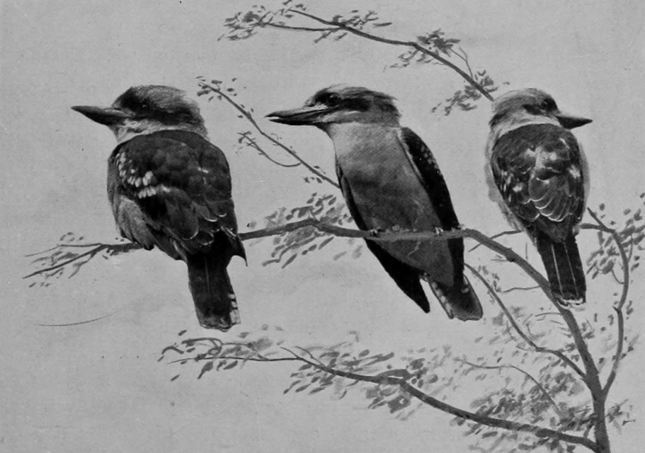 LAUGHING-KINGFISHERS.