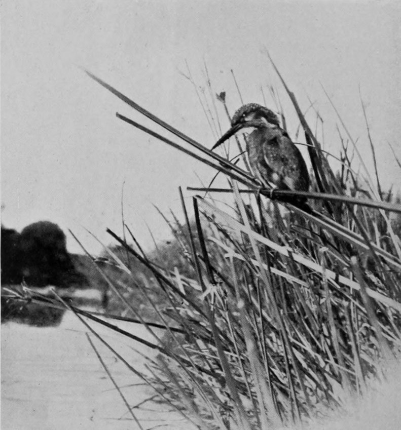 KINGFISHER.