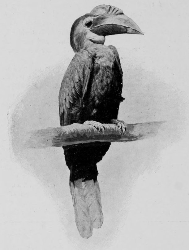 CRESTED HORNBILL.