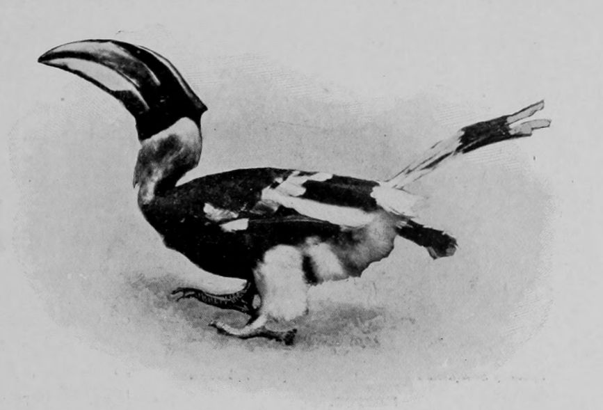 CONCAVE-CASQUED HORNBILL, INDIA.
