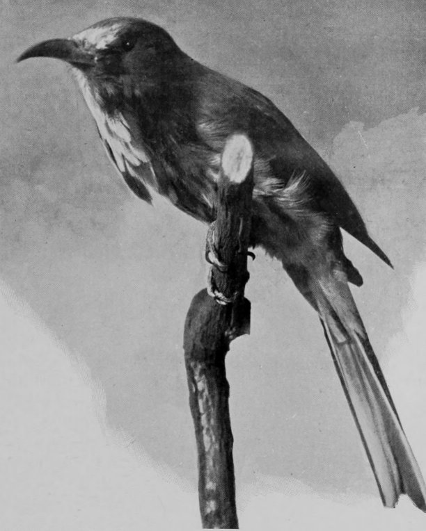 BEE-EATER.