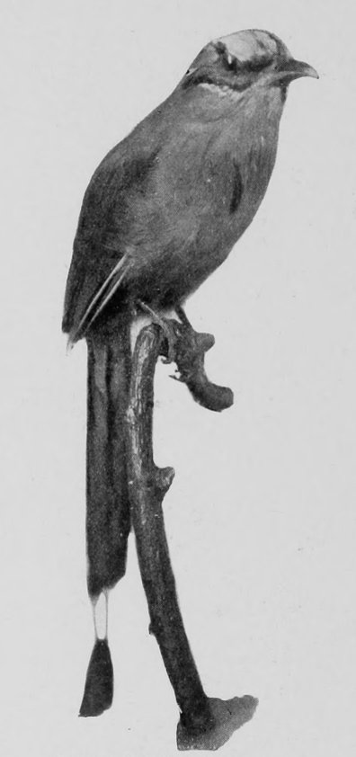 RACKET-TAILED MOTMOT.
