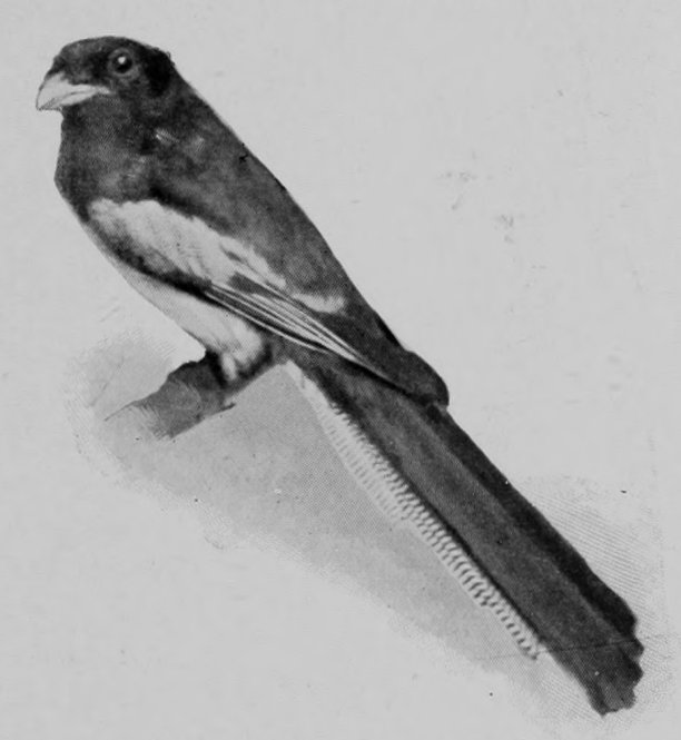 TROGON.