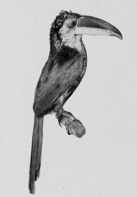 CURL-CRESTED TOUCAN.