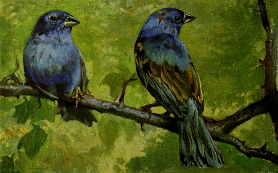 INDIGO FINCHES