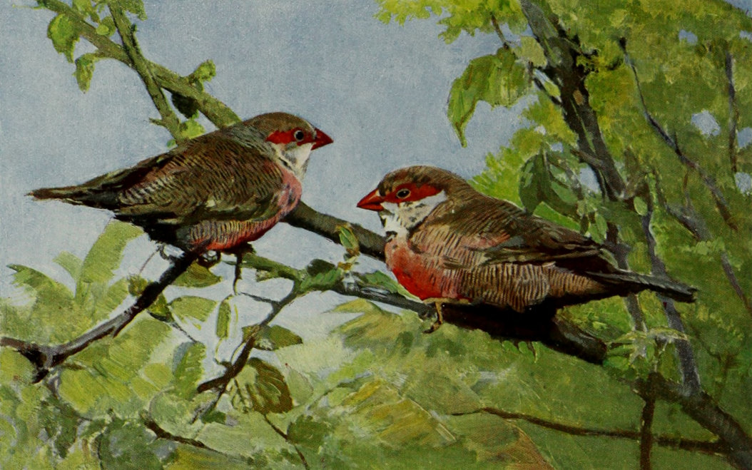 WAXBILLS.