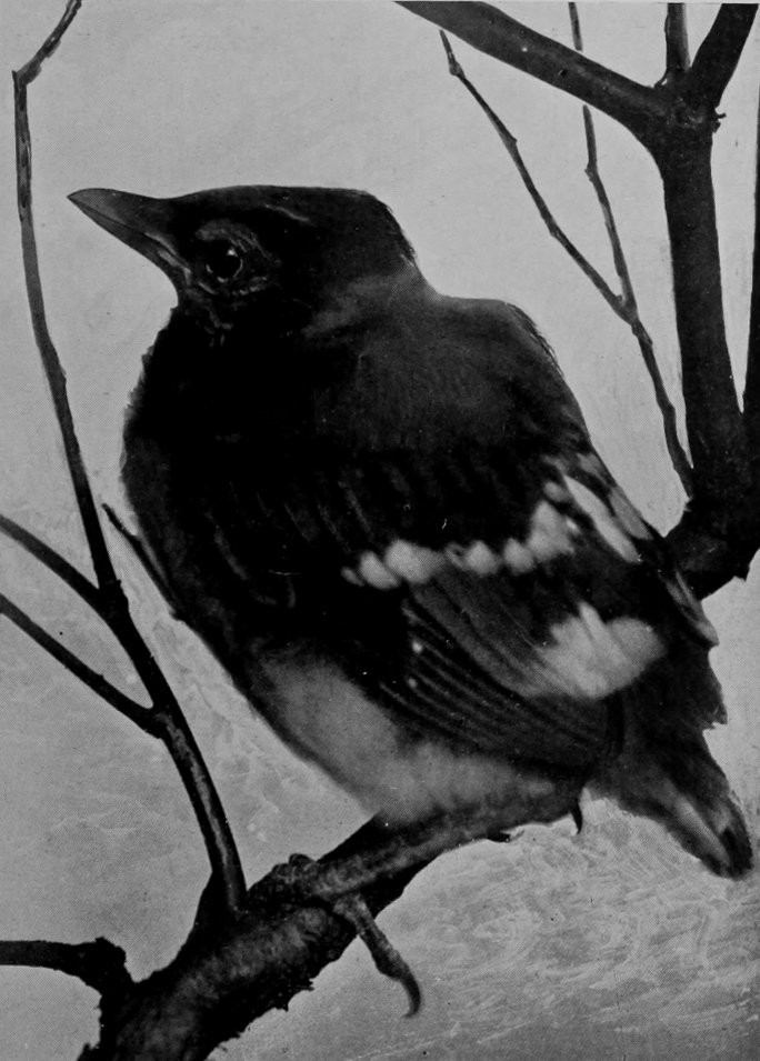 YOUNG AMERICAN BLUE JAY (NATURAL SIZE).