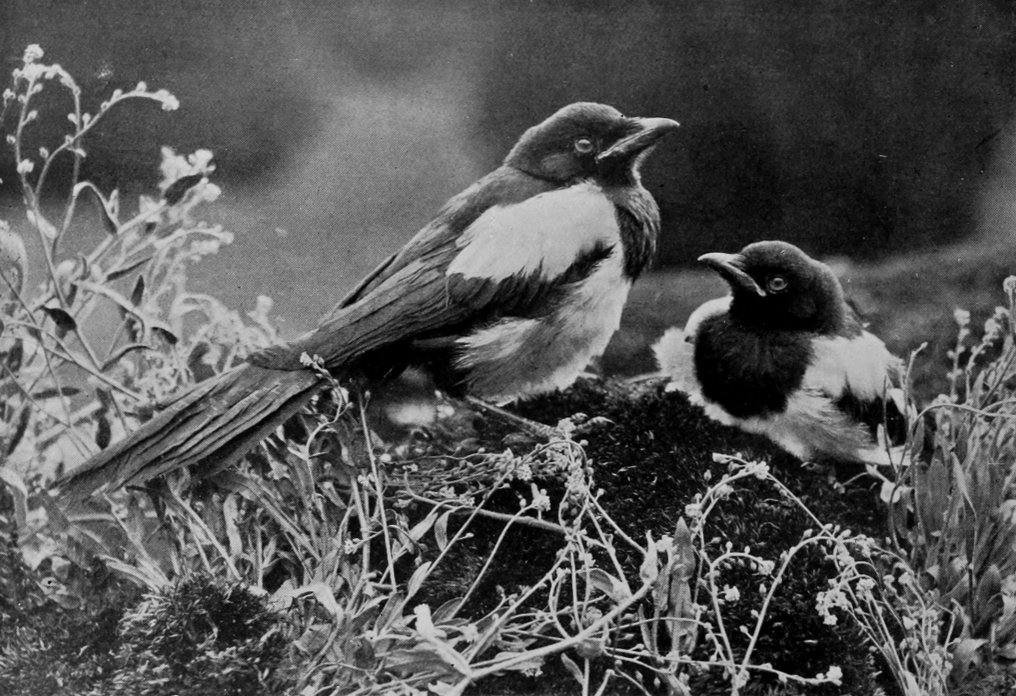 A PAIR OF MAGPIES.