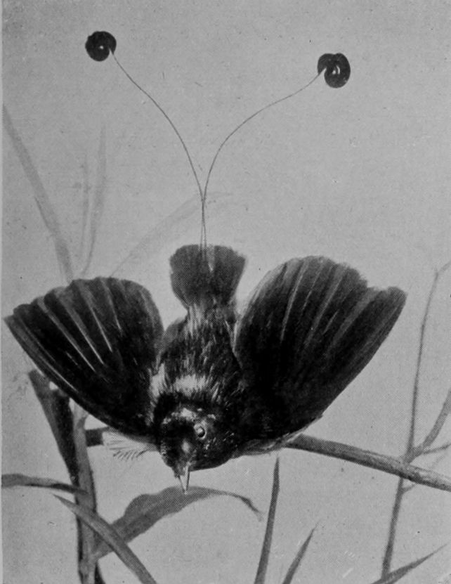 KING BIRD OF PARADISE.