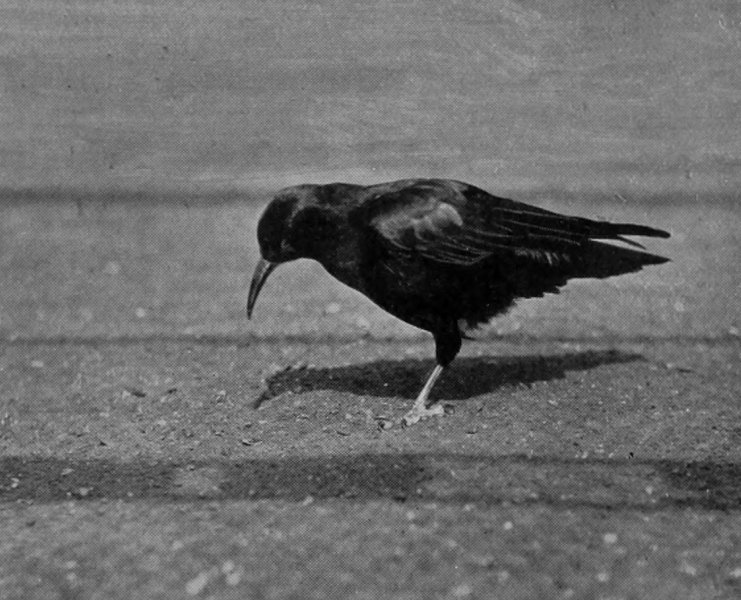 CORNISH CHOUGH.