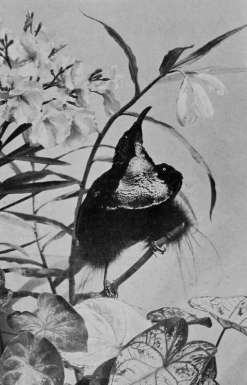 QUEENSLAND RIFLE-BIRD.