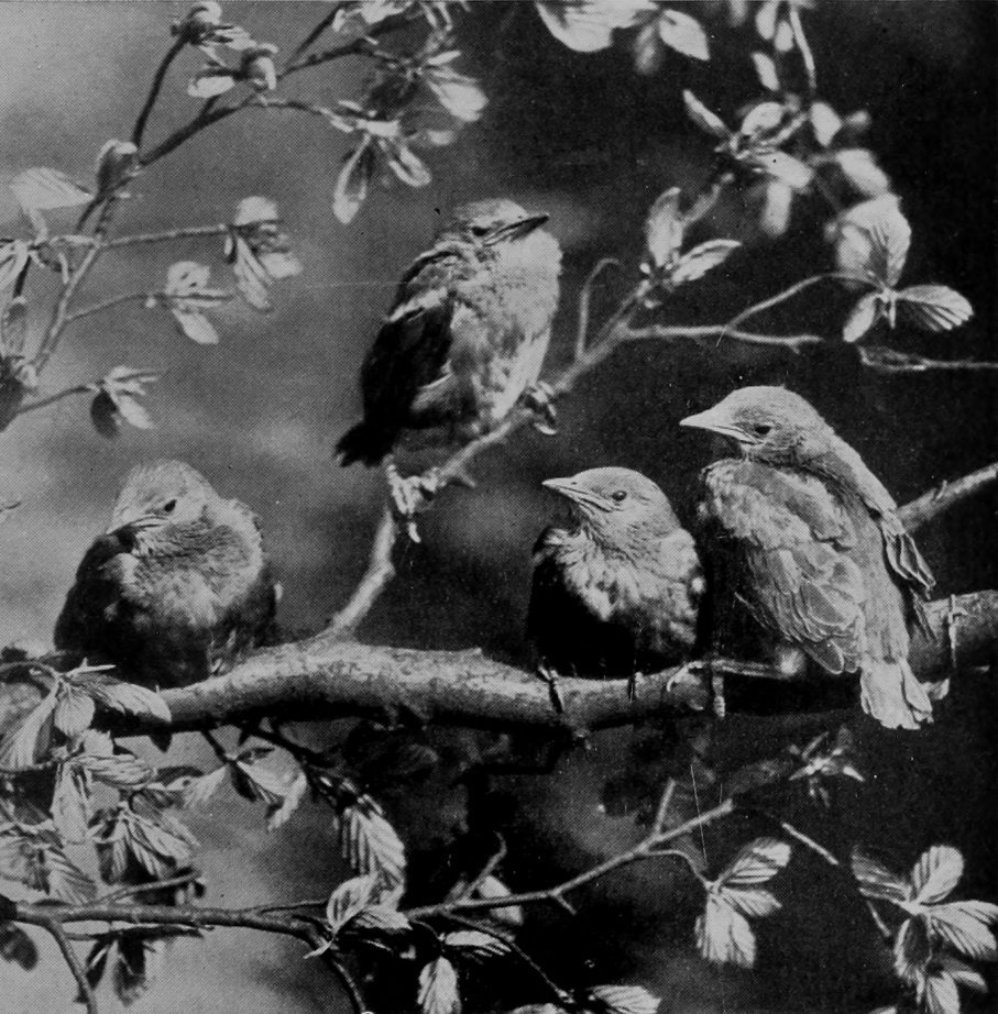 YOUNG STARLINGS.