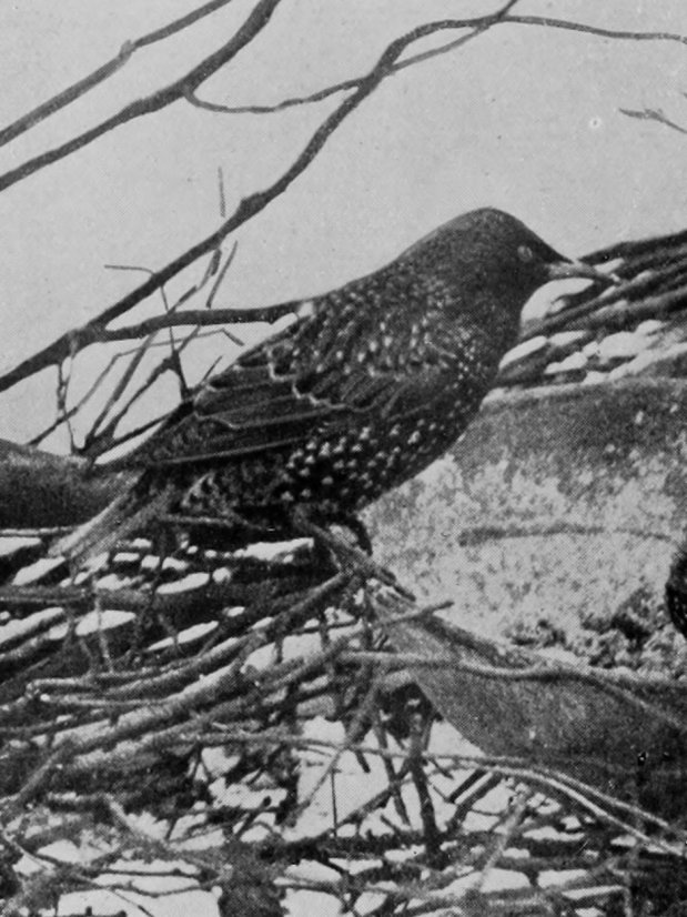 COMMON STARLING.