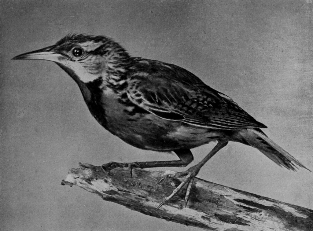 MEADOW-LARK (NATURAL SIZE).