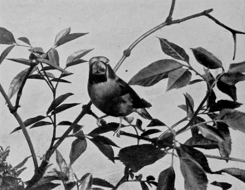 HAWFINCH.