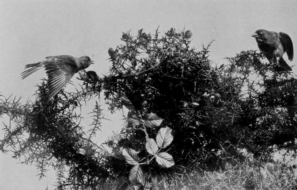 LINNET.
