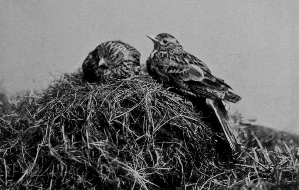 SKYLARKS.