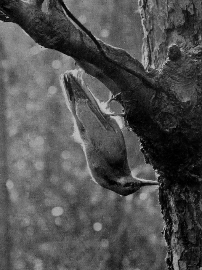 NUTHATCH.
