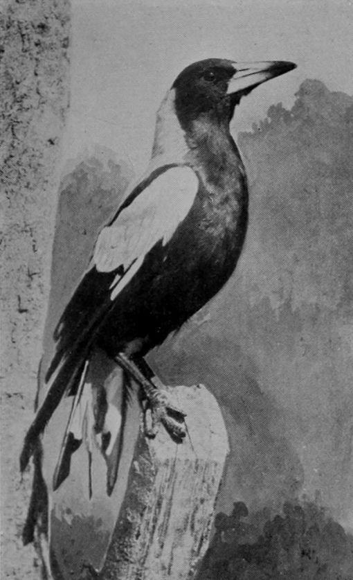 AUSTRALIAN MAGPIE.