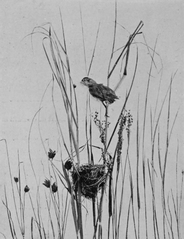REED-WARBLER.