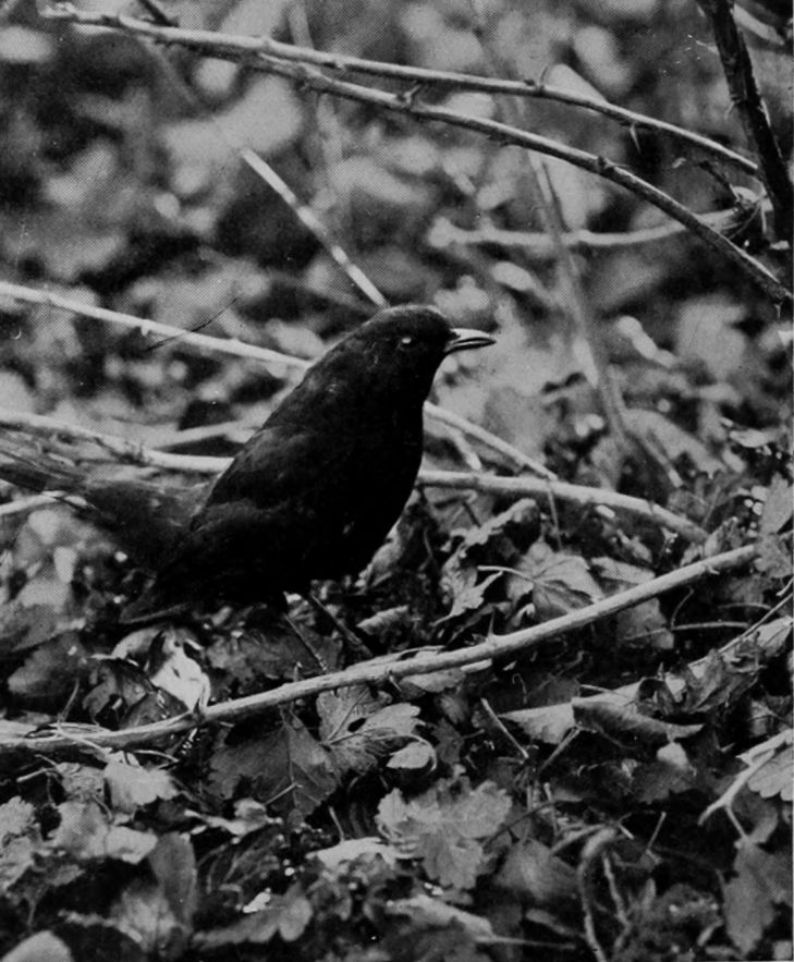 BLACKBIRD.