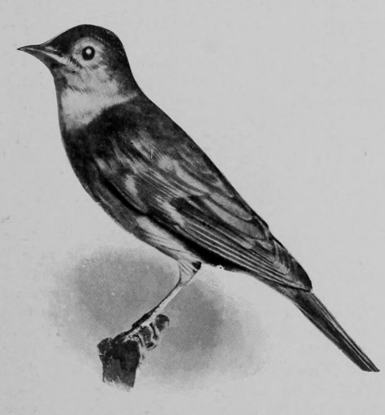 NIGHTINGALE.