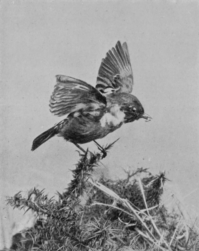 STONE-CHAT.