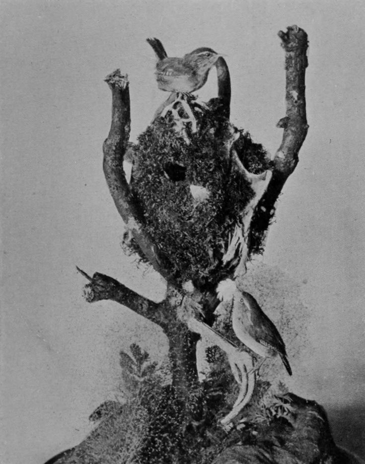 COMMON WRENS, WITH NEST BUILT IN
    PHEASANT'S SKELETON.