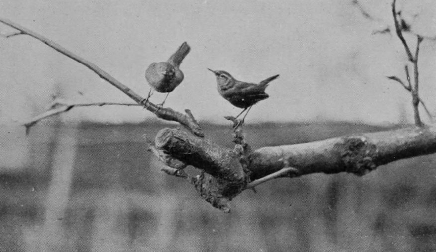 A PAIR OF WRENS.