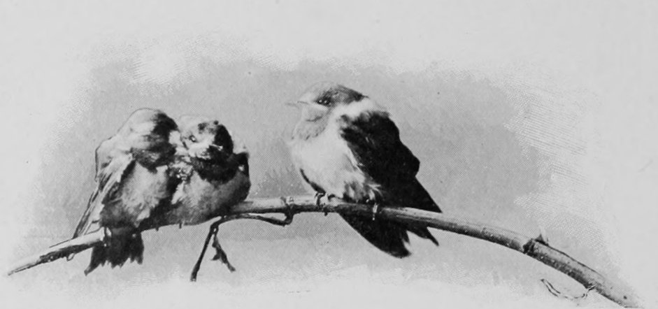 YOUNG SWALLOWS.