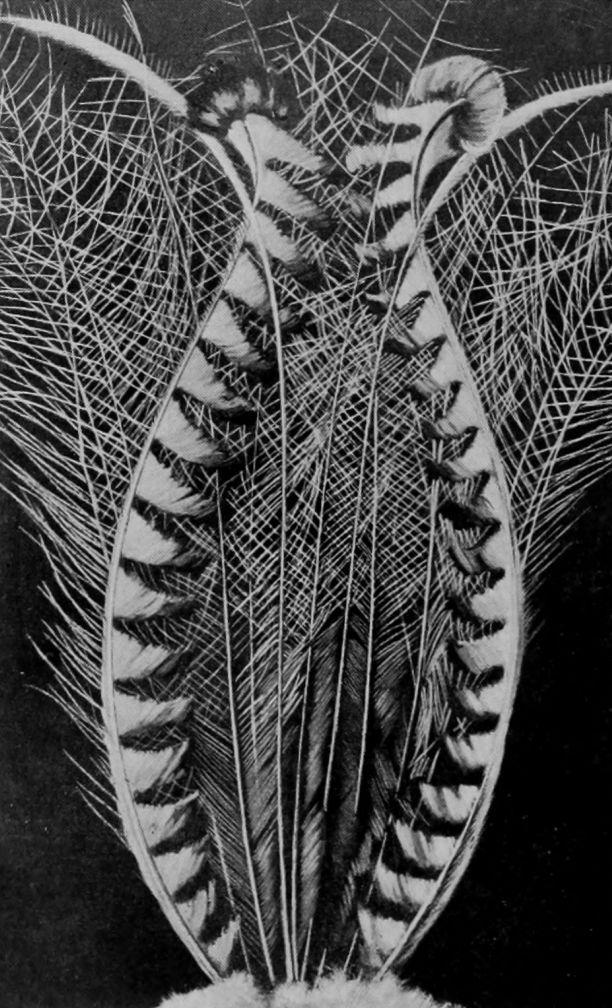 TAIL OF AUSTRALIAN LYRE-BIRD.