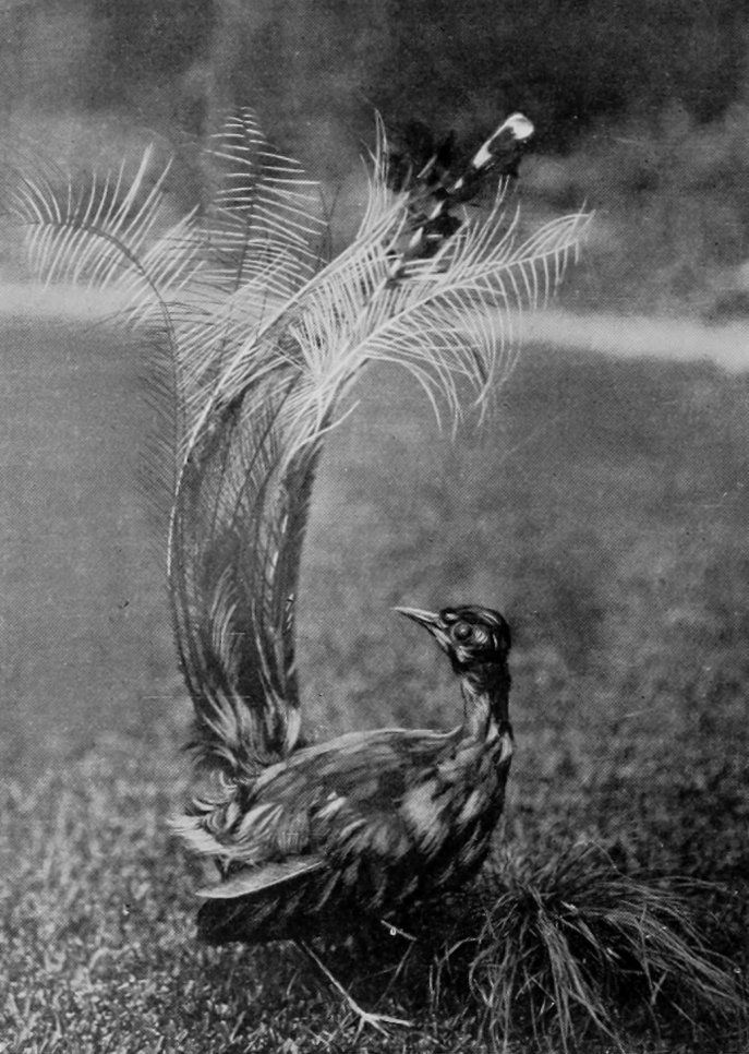 VICTORIAN LYRE-BIRD.