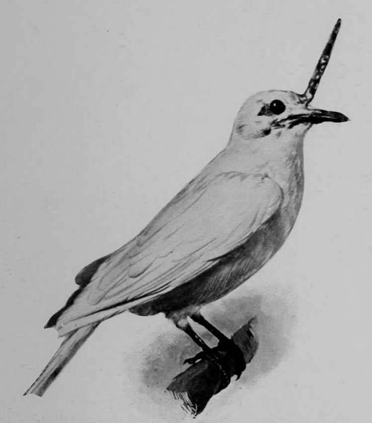 BELL-BIRD.