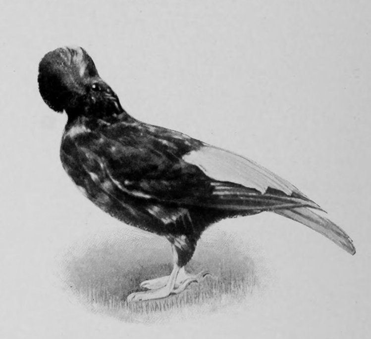 COCK-OF-THE-ROCK.