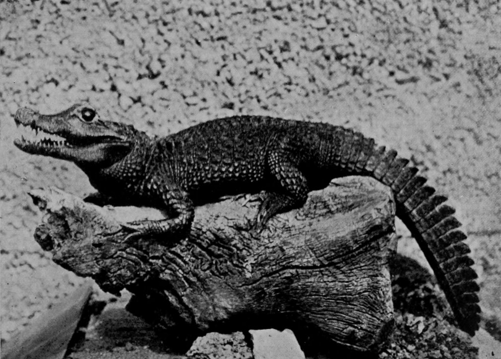 YOUNG NILE CROCODILE.