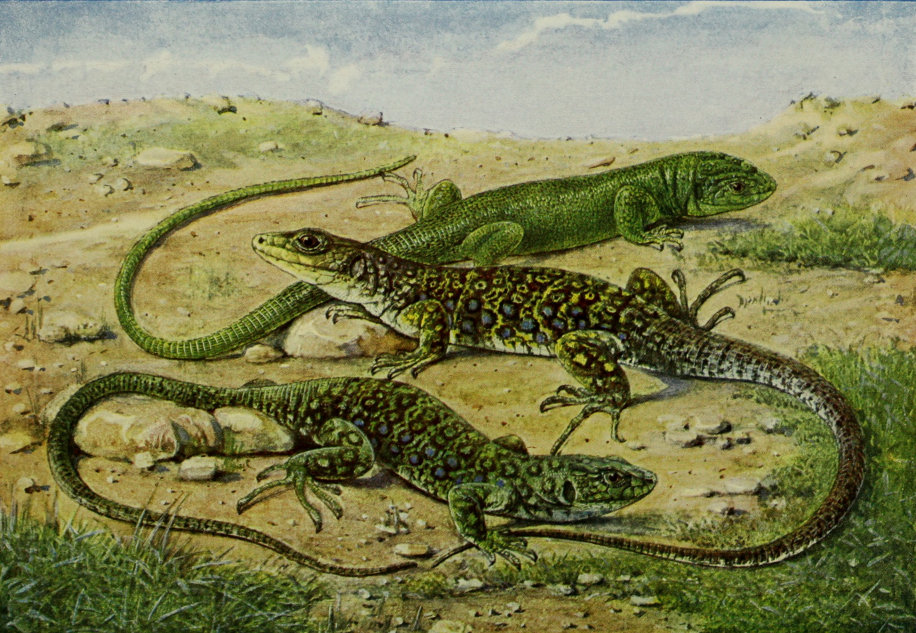 GREEN AND OCELLATED LIZARDS.