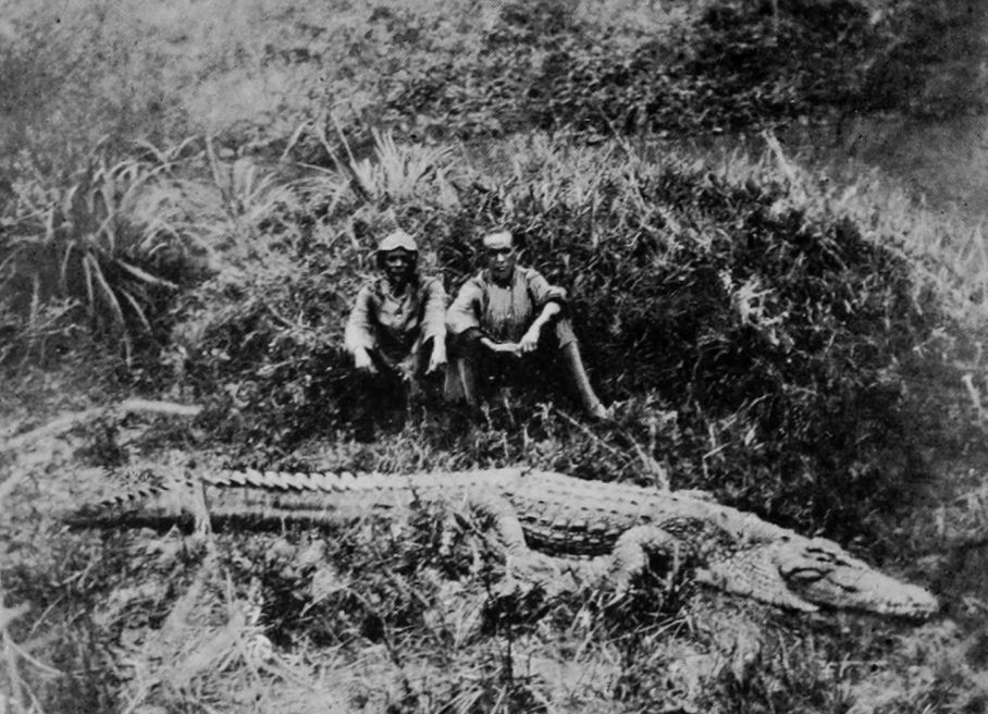 A DEAD CROCODILE.