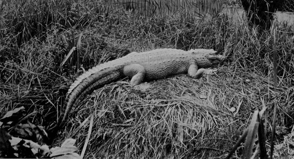A CROCODILE.