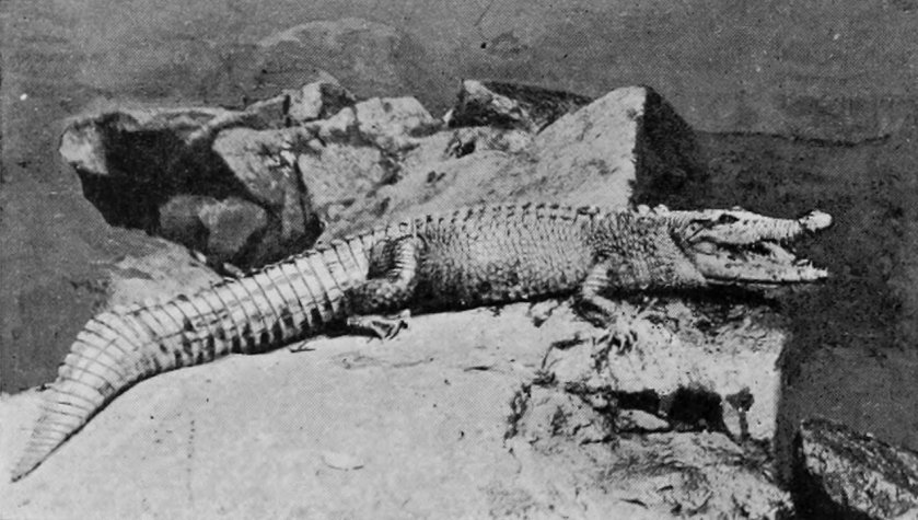 A QUEENSLAND CROCODILE.