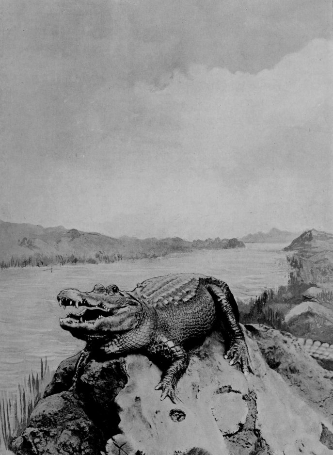 CROCODILE, WELL ILLUSTRATING THE
    CHARACTER OF THE DENTITION.