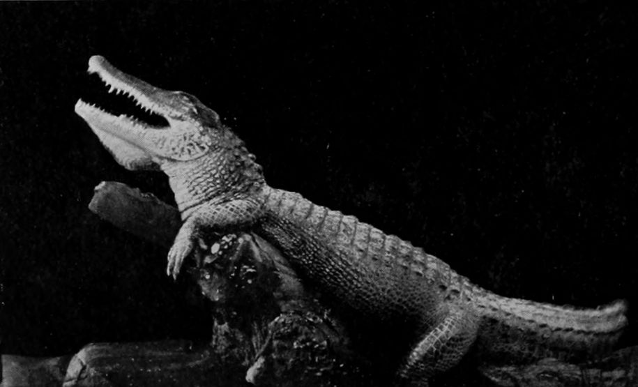CROCODILES AND ALLIGATORS, WITH YOUNG.