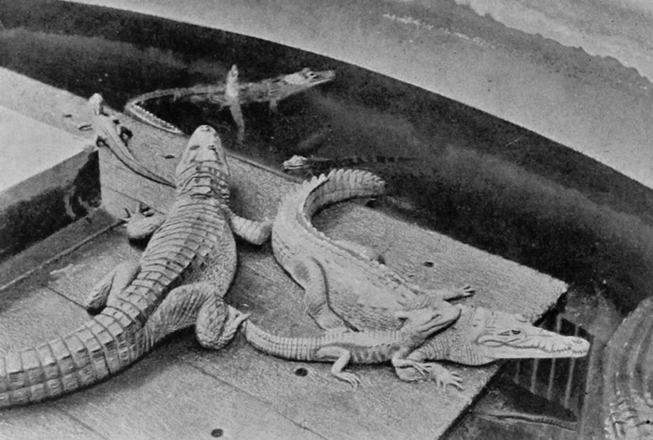 A CROCODILE FROM SOUTHERN UNITED STATES.