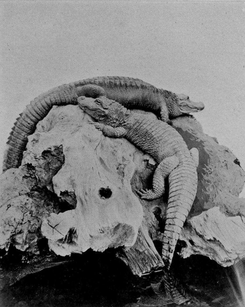 MISSISSIPPI AND CHINESE ALLIGATORS.