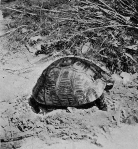 EUROPEAN TORTOISE.