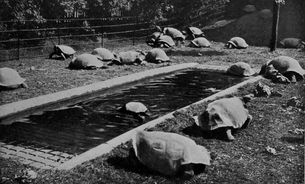 ELEPHANT-TORTOISES FROM THE GALAPAGOS
    ISLANDS.