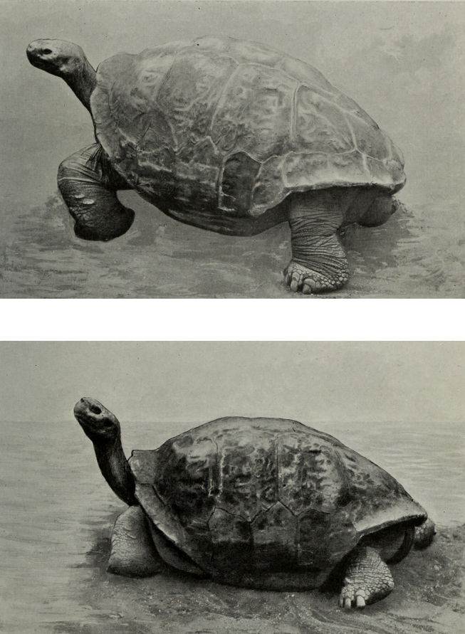 GIANT OR ELEPHANT-TORTOISES FROM THE
    GALAPAGOS ISLANDS.